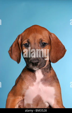 Azawakh Welpe / Azawakh puppy Stock Photo