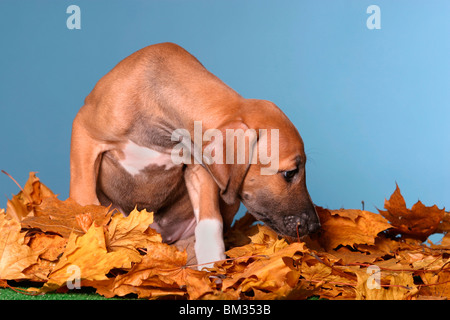 Azawakh Welpe / Azawakh puppy Stock Photo