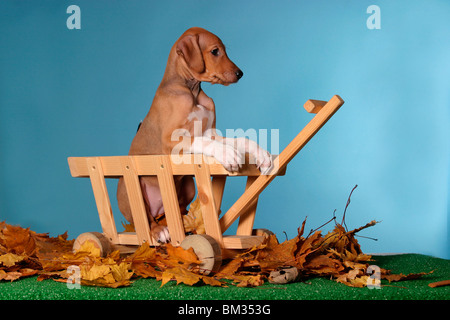 Azawakh Welpe / Azawakh puppy Stock Photo