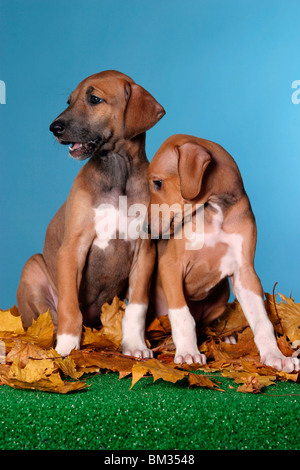 Azawakh Welpen / Azawakh puppies Stock Photo