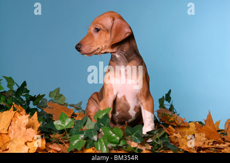 Azawakh Welpe / Azawakh puppy Stock Photo