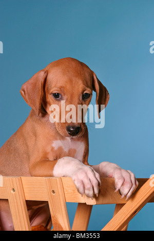 Azawakh Welpe / Azawakh puppy Stock Photo