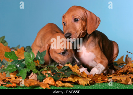 Azawakh Welpen / Azawakh puppies Stock Photo