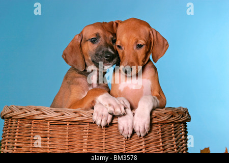 Azawakh Welpen / Azawakh puppies Stock Photo