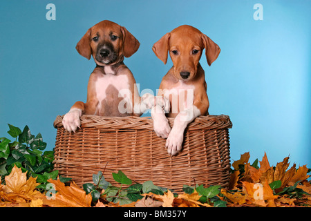 Azawakh Welpen / Azawakh puppies Stock Photo