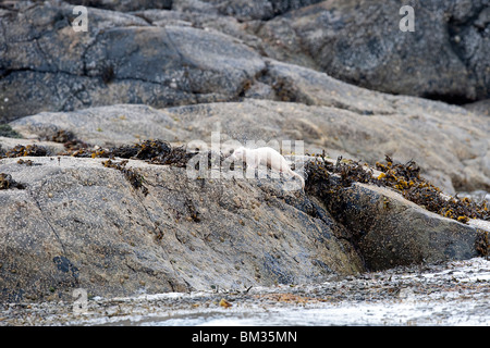 Albino Mink hunting along a sea loch in Scotland Stock Photo