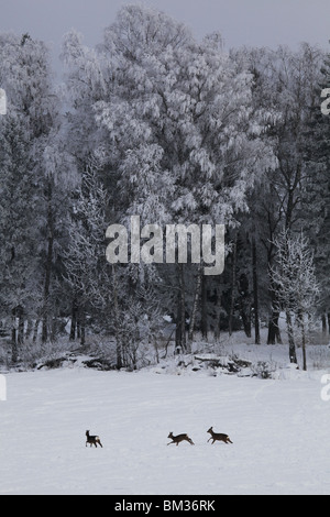 WILD DEER IN DEEP WINTER FROST FINLAND: Deer in a field snow covered forest in Jomala on Aland archipelago between Finland and Sweden Winter Stock Photo