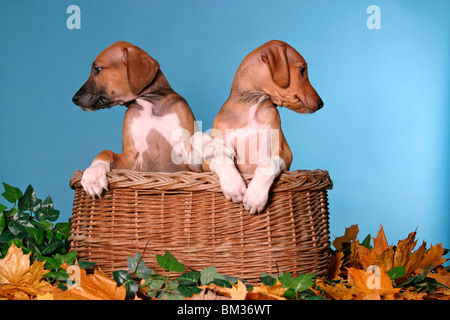 Azawakh Welpen / Azawakh puppies Stock Photo