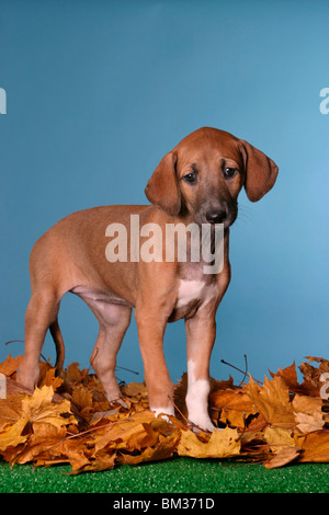 Azawakh Welpe / Azawakh puppy Stock Photo