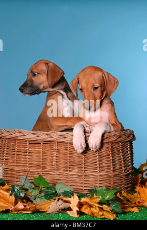 Azawakh Welpen / Azawakh puppies Stock Photo