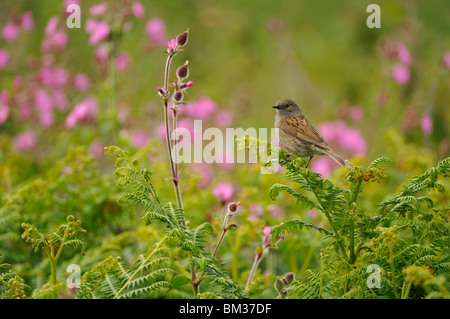 Hedgesparrow, Hedge Accentor, Dunnock (Prunella modularis), adult perched on fern frond next to Red Campion (Silene dioica). Stock Photo