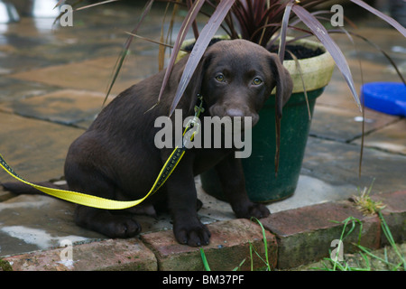 chocolate  labrador puppy Stock Photo