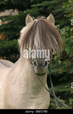 Fjordpferde Hengst im Portrait / stallion Stock Photo