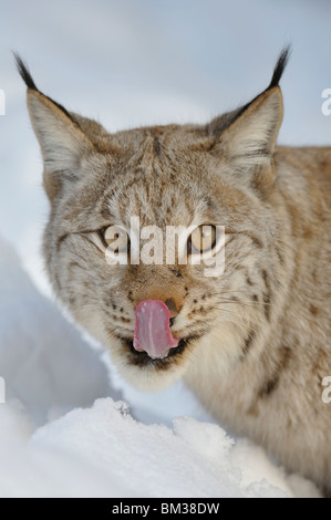 European Lynx (Felis lynx, Lynx lynx). Adult male licking its face after feeding. Stock Photo