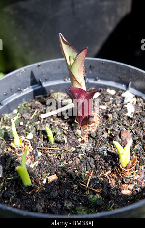 Eucomis bicolor (Pineapple lily) Bulbs starting to sprout in the pot Stock Photo