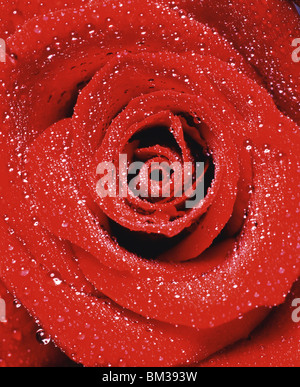 Close Up Image of Red Rose Stock Photo
