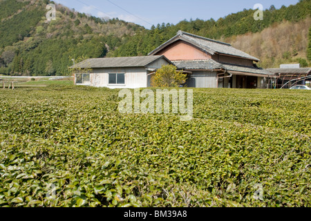 Green tea growing in the rural Japanese village of Seiwa. Stock Photo