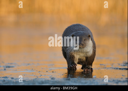 European River Otter (Lutra lutra). Female running on ice. Stock Photo