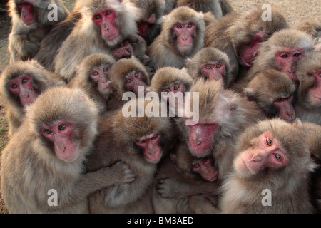 Japanese macaque (Macaca fuscata) huddled together Stock Photo