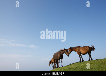 Three horses on a hill Stock Photo