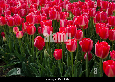 A filed of blooming multicolored Preludium red rose tulips in Holland Michigan from above top view nobody hi-res Stock Photo