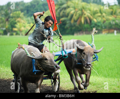 Perancak Bali, practicing for buffalo races, Indonesia Stock Photo