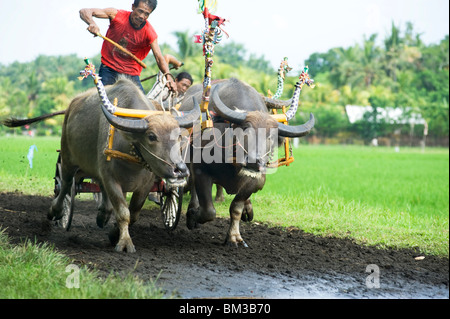 Perancak Bali, practicing for buffalo races, Indonesia Stock Photo