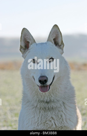 Westsibirscher Laika Portrait Stock Photo