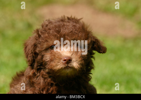 Bolonka zwetna Welpe / Bolonka zwetna puppy Stock Photo