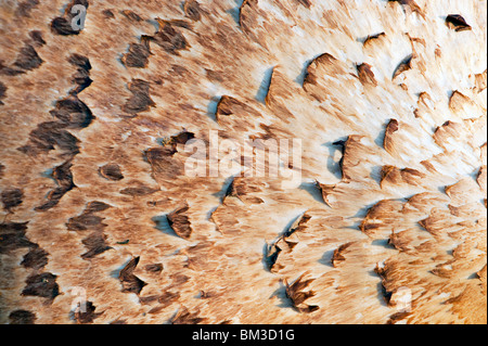 Polyporus squamosus, Dryads Saddle mushroom pattern Stock Photo