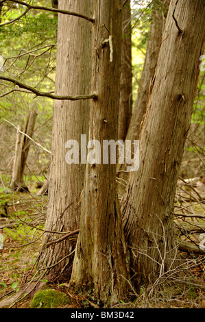 Eastern red cedar trees in a forest Stock Photo
