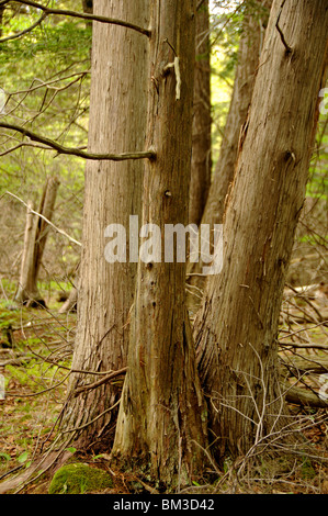 Trunk Of Red Cedar (juniperus Virginiana, Eastern Red Cedar, Eastern 