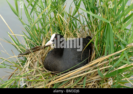 Eurasian Coot (Fulica atra) aka Common Coot or Australian Coot Sitting on Nest Among Reedbeds, Camargue, Provence, France Stock Photo