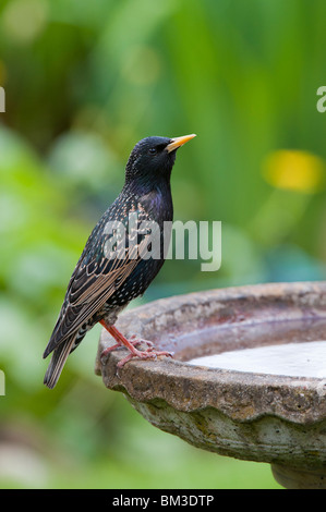 Sturnus vulgaris. Starling on a birdbath in an english garden Stock Photo