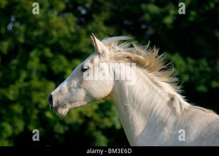 Deutsches Reitpony Portrait / Horse Portrait Stock Photo