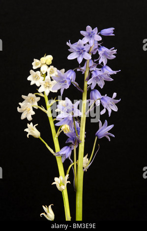 Bluebells and Whitebells against black background Stock Photo