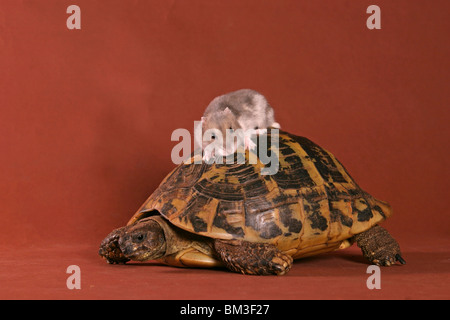Hamster & Schildkröte / hamster & turtle Stock Photo