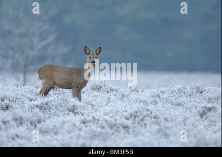 European Roe Deer (Capreolus capreolus). Male juvenile in winter habitat, Netherlands. Stock Photo