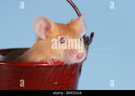 Maus / mouse Stock Photo