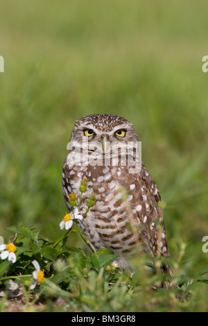 Burrowing Owl, Athene cunicularia, at the entrance to its burrow. Stock Photo
