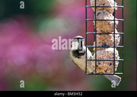 Passer domesticus. Male house sparrow feeding on a suet ball feeder