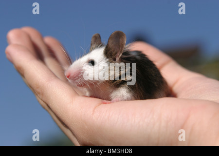 Maus auf der Hand / mouse on hand Stock Photo