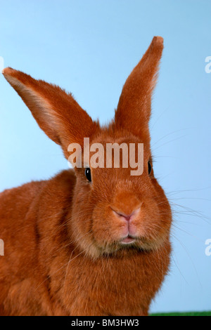 Kaninchen Portrait / rabbit portrait Stock Photo