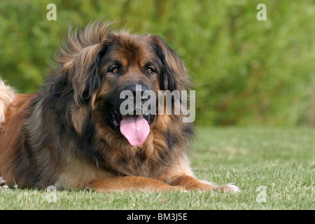 liegender / lying Leonberger Stock Photo