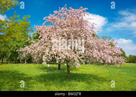 Flowering fruit tree, spring time Stock Photo