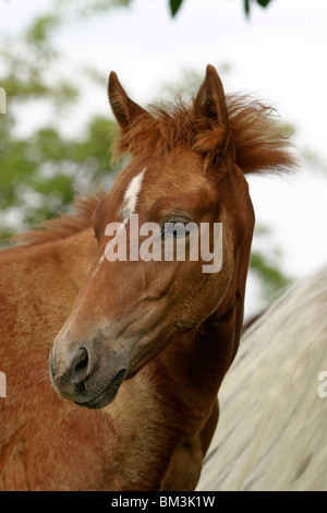 Paso Fino Hengstfohlen 'Cancionero del Sastre' / Foal Portrait Stock Photo