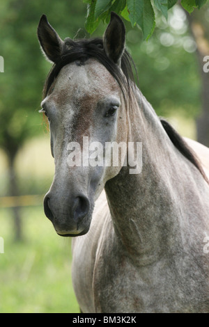 Paso Fino Portrait Stock Photo