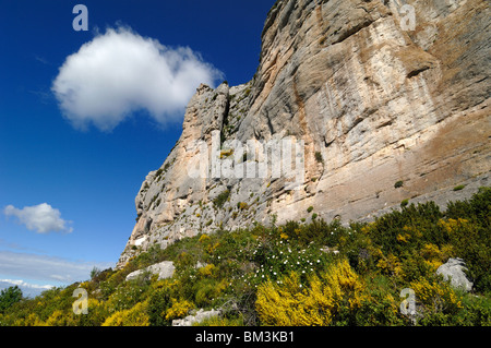 Robion Cliffs & Flowering Spanish Broom (Spartium junceum) Gorges du Verdon, or Verdon Gorge, Alpes-de-Haute-Provence, France Stock Photo