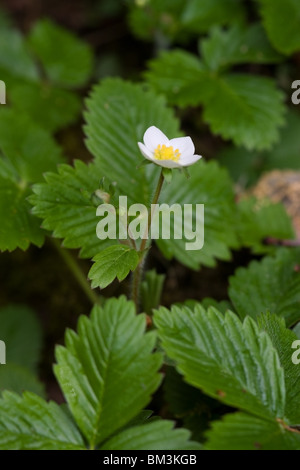 Wild Strawberry Fragaria vesca plant in flower Stock Photo - Alamy