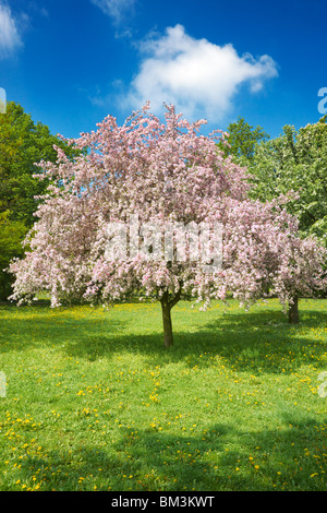 Flowering fruit tree, spring time Stock Photo